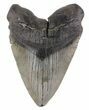 Bargain, Megalodon Tooth (Repaired) - South Carolina #48858-1